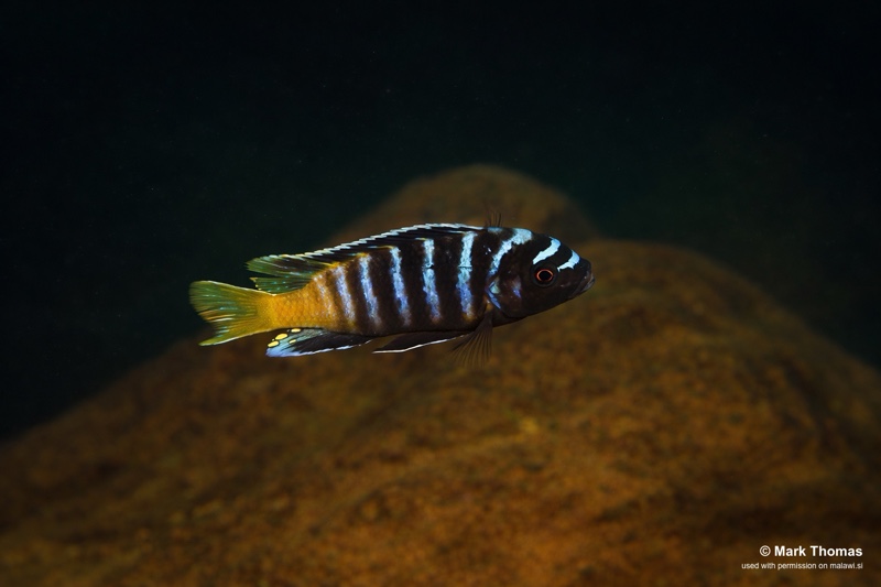 Maylandia sp. 'zebra yellow tail' Manda